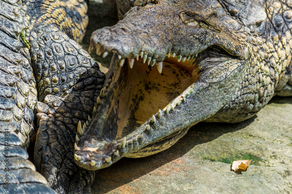 Obraz premium Crocodiles.