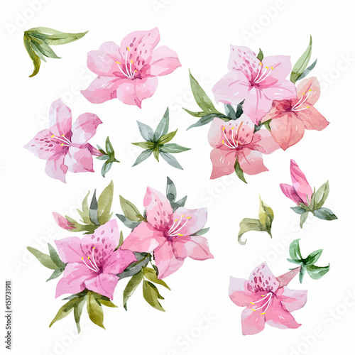 Watercolor rhododendron flowers photo