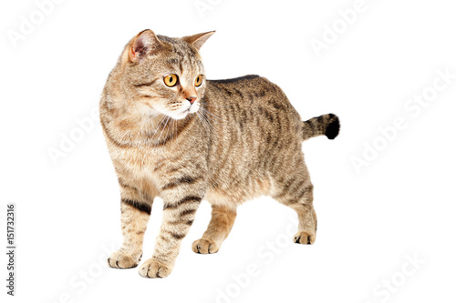 Fototapeta Naklejka Na Ścianę i Meble -  Cat Scottish Straight standing isolated on white background