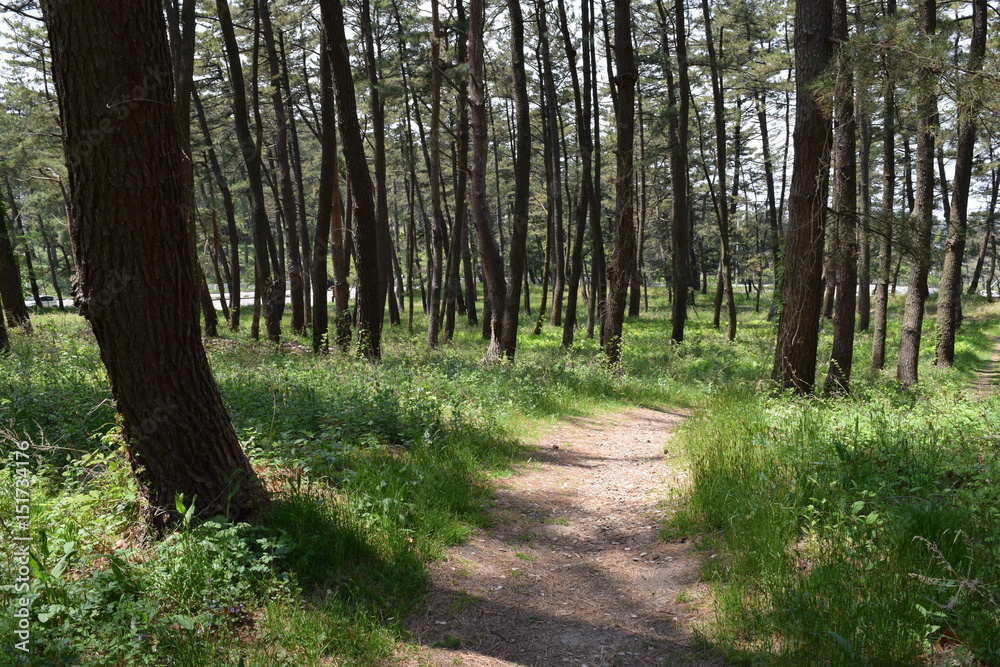 Fototapeta premium 松林 新緑