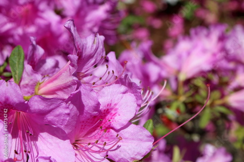  красивый розовый цветок рододендрон на размытом фоне 