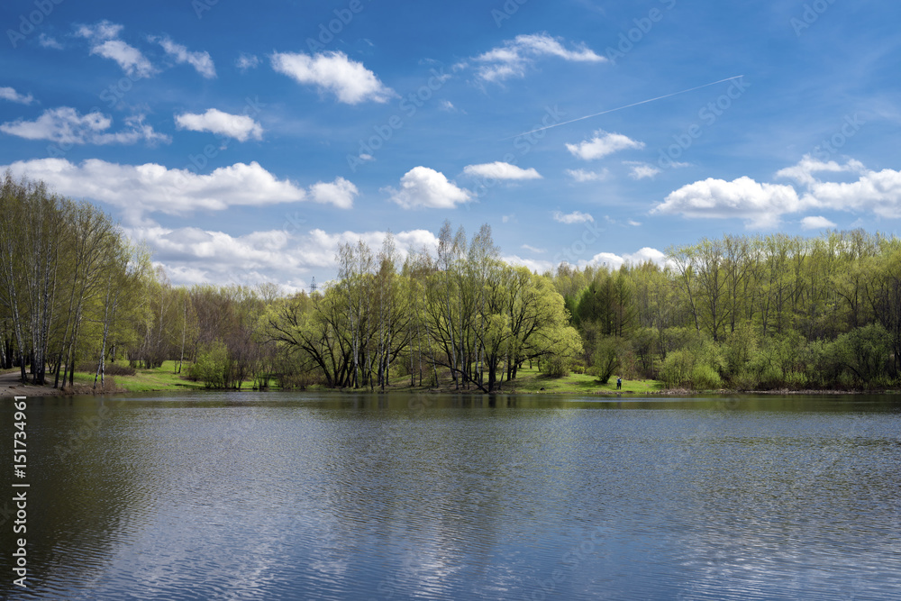 Grove with young greenery on the edge of the lake