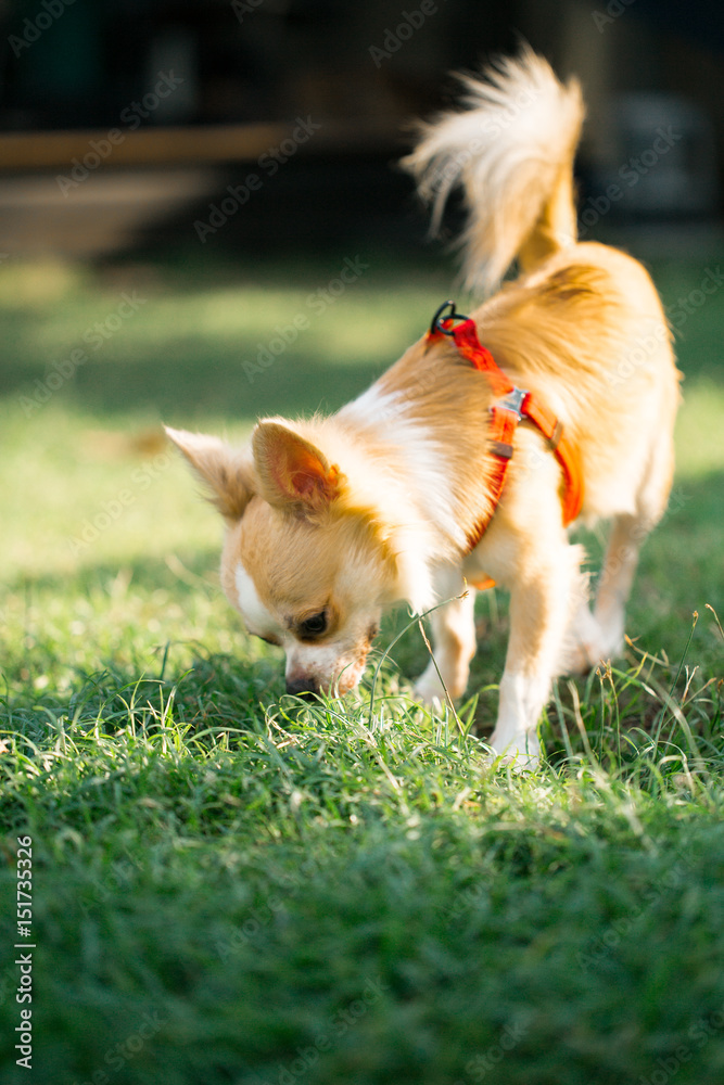 little shiva playing in the back yard little shiva playing in the back yard