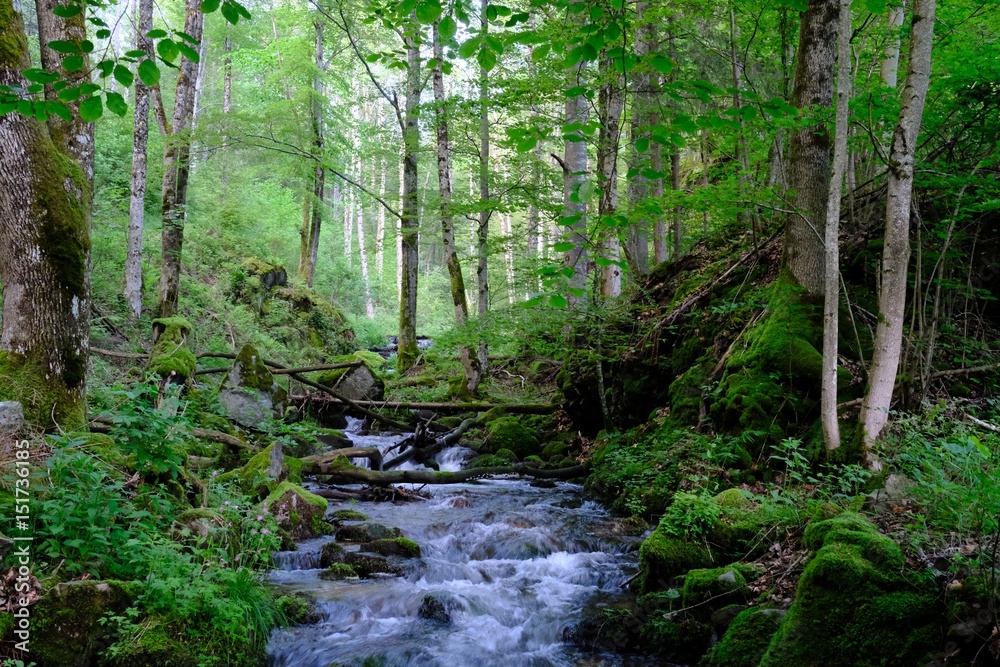 Schwazwaldbach Schwazwaldbach