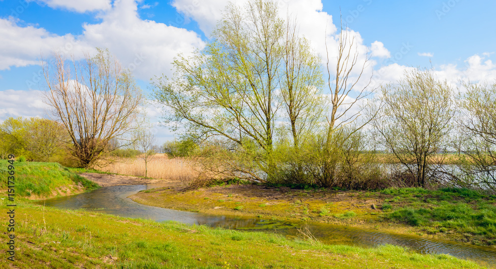 Budding willow tree and shrubs on the banks of a river Budding willow tree and shrubs on the banks of a river