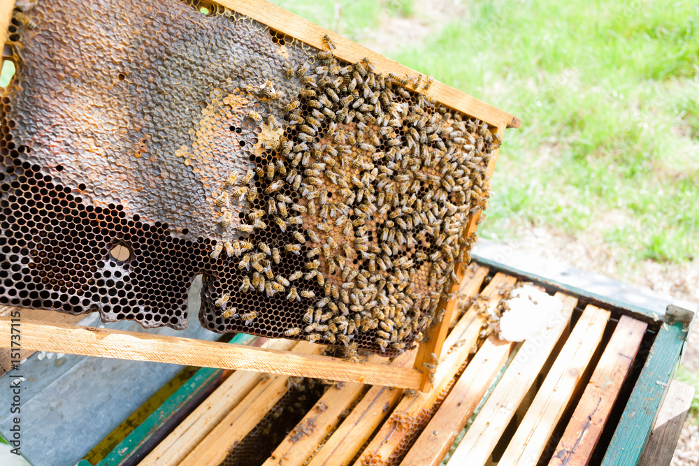 Open hive, beekeeping