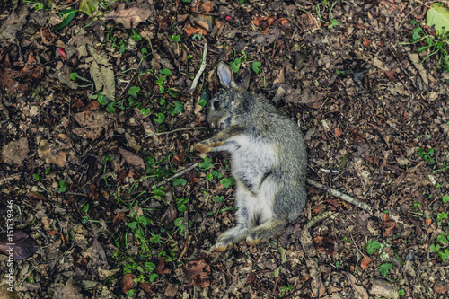 Dead rabbit in the woods