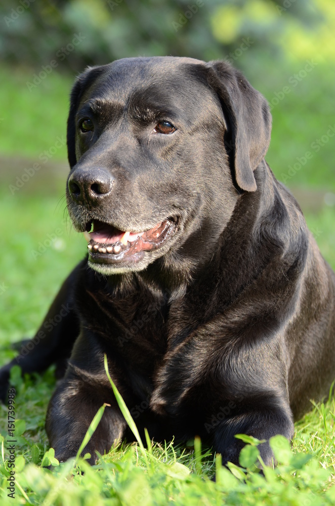 Labrador Retriever