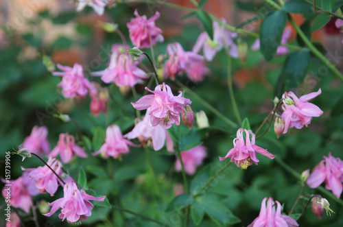 Wallpaper Mural Pink aquilegia in the summer garden Torontodigital.ca