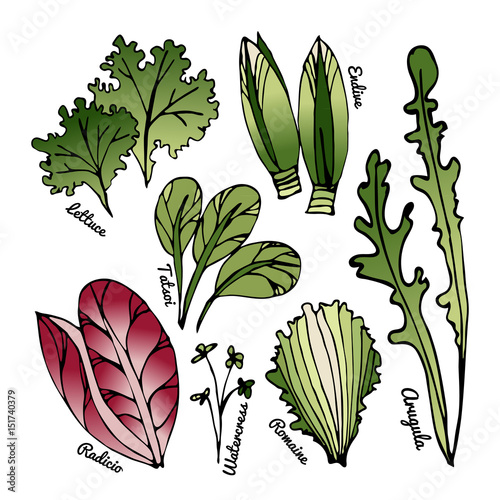 Set of stylized hand-drawn leaves of different varieties of lettuce.