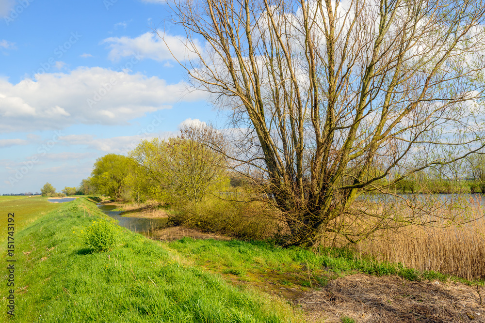 Budding willow shrub with fresh green young leaves