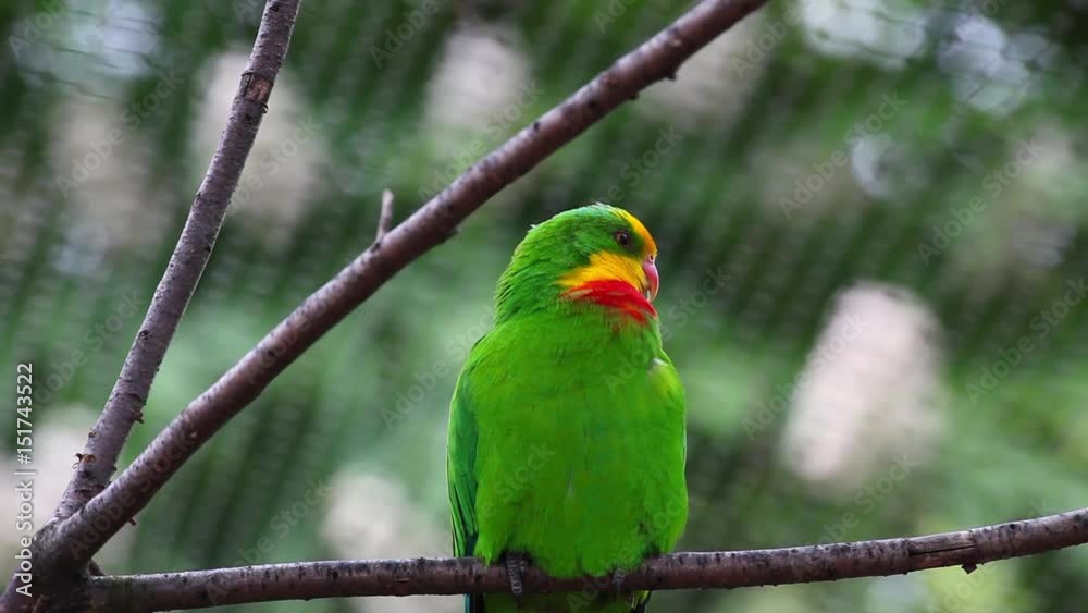 Superb parrot (Polytelis swainsonii) resting on a tree Superb parrot (Polytelis swainsonii) resting on a tree