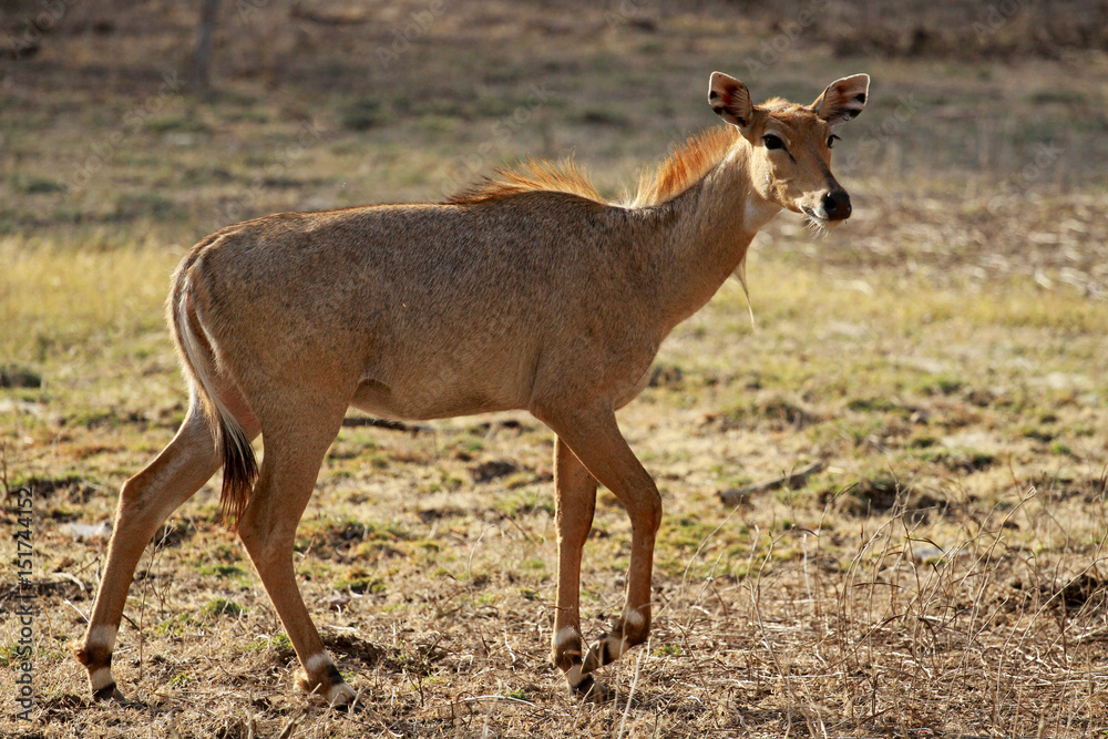 Indian Antelope, Ranthambore National Park, India Indian Antelope, Ranthambore National Park, India