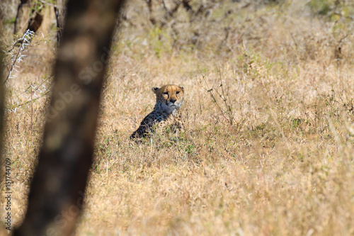 Cheetah close up from South Africa photo