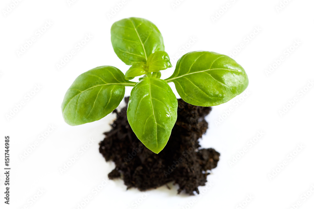Young fresh basil plant on pile of soil isolated on white background Young fresh basil plant on pile of soil isolated on white background