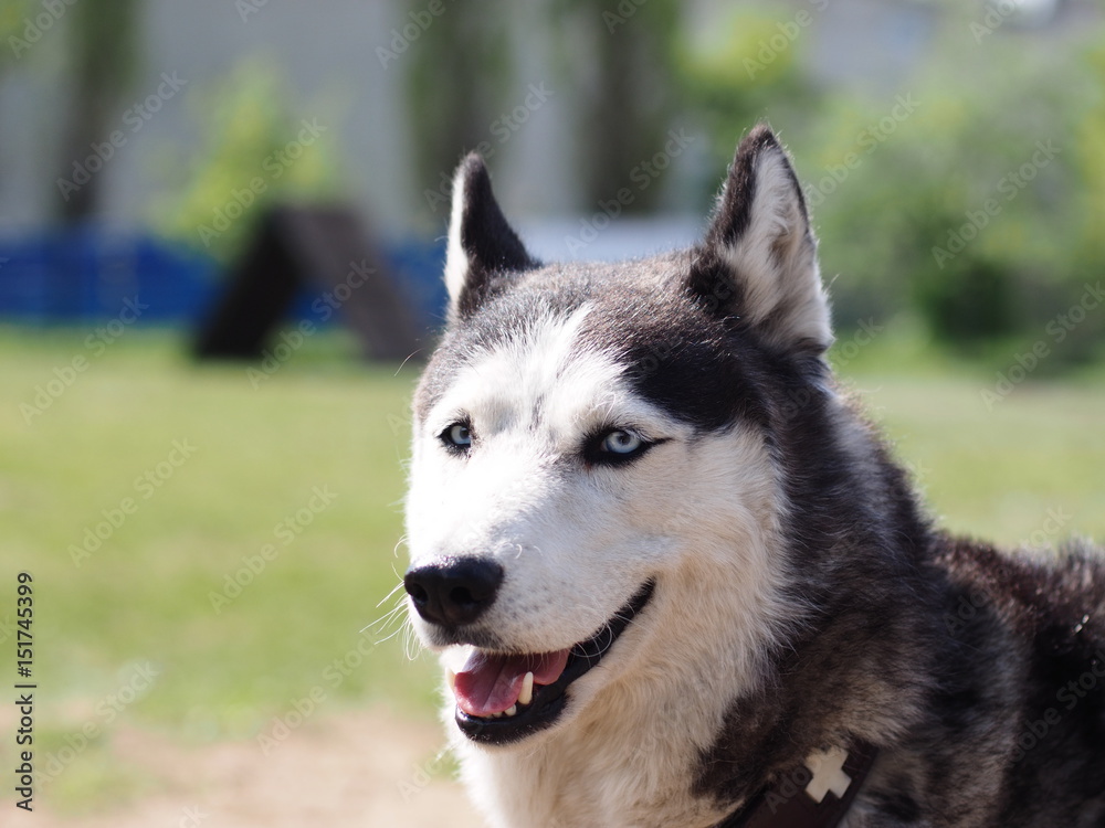 Portrait of a husky in the summer
