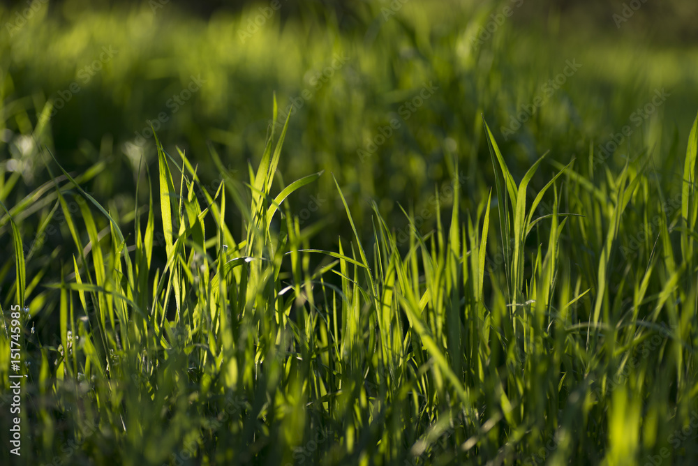 Obraz premium Grass in the evening sun