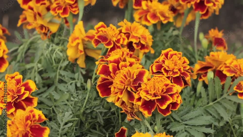 French Marigold swaying in the wind, close up French Marigold swaying in the wind, close up