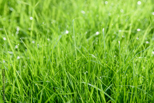 fresh green grass texture with dew drops. spring background 