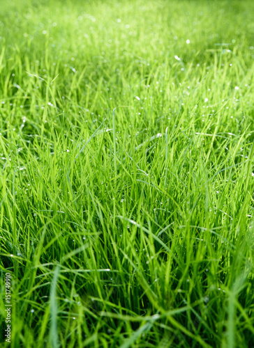 fresh green grass background with dew drops. summer background 