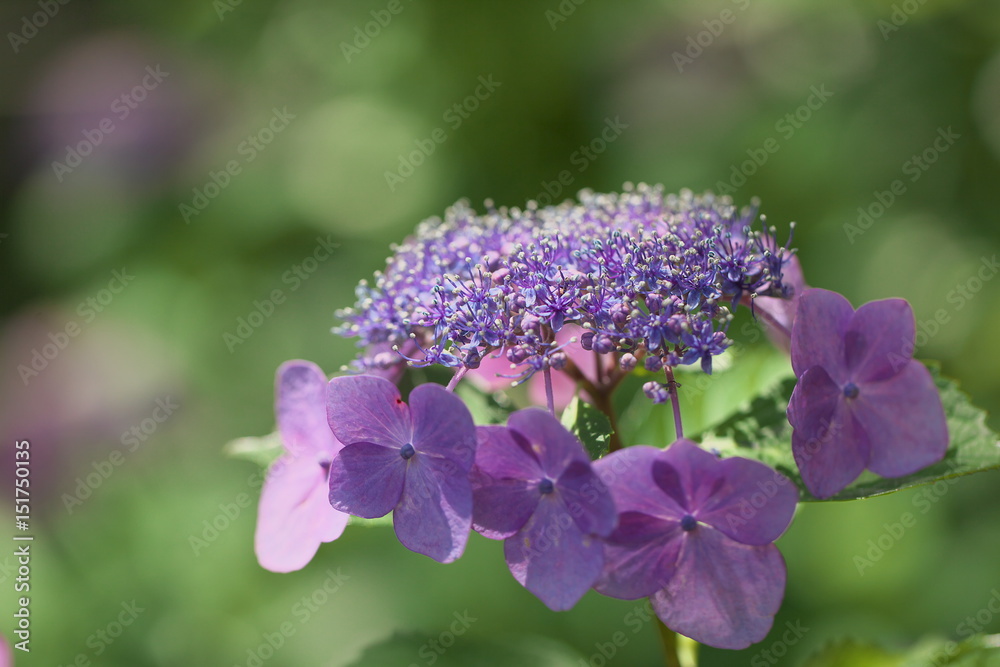 紫の紫陽花 紫の紫陽花