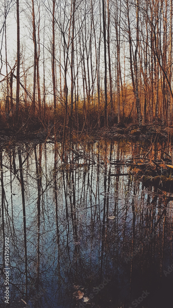 Obraz premium Spring sunset in the forest