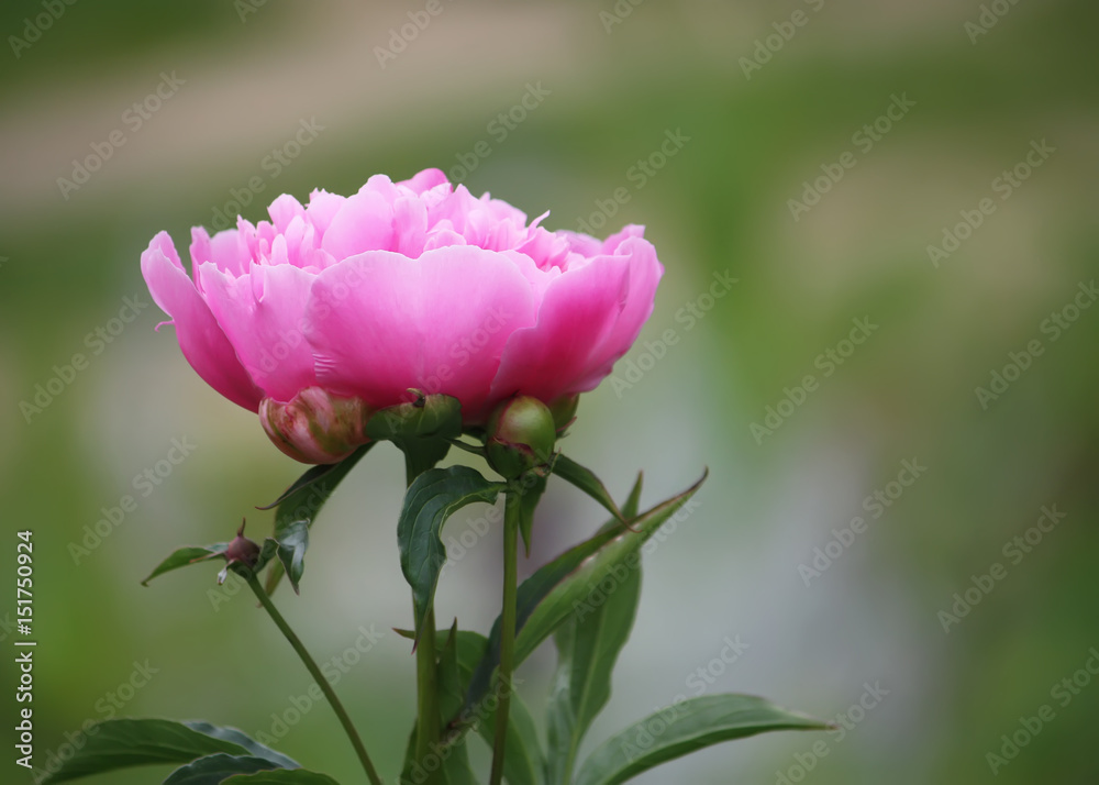 Fototapeta premium Pink peony flower