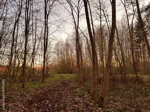 A forest at sunset