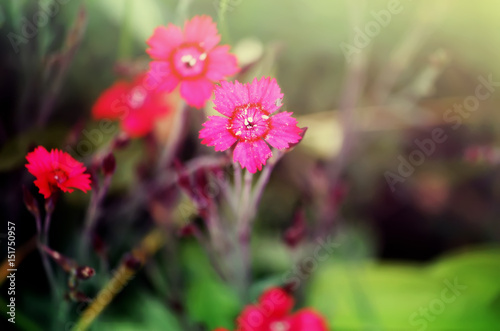 Carnations flowers in sunshine.