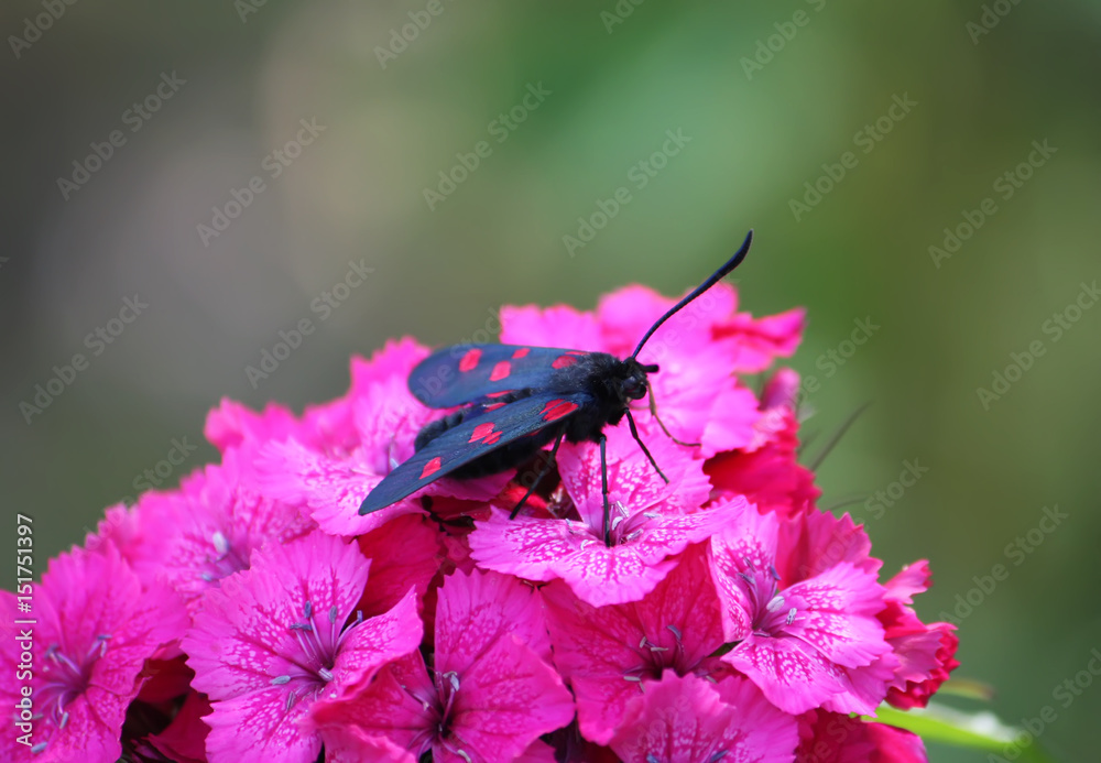 Carnations flowers in sunshine. The six-spot burnet Zygaena filipendulae - a day-flying moth. Carnations flowers in sunshine. The six-spot burnet Zygaena filipendulae - a day-flying moth.