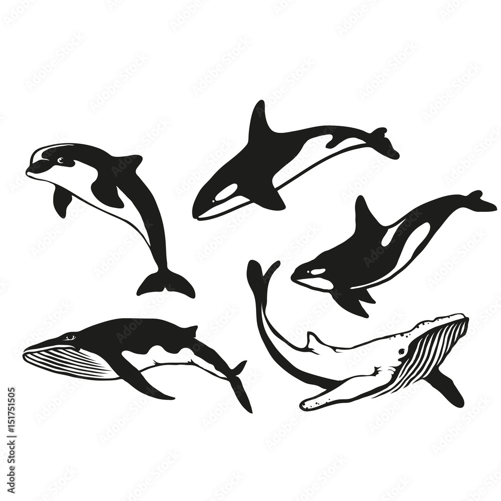 Naklejka premium Set of five black logo silhouettes of whale and dolphin, illustration isolated on white background, vector image of animals, Marine mammals from the order of cetaceans