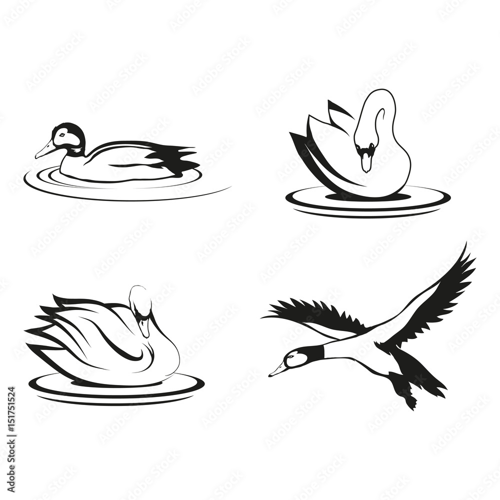 Naklejka premium Set of four black logo silhouettes of swan and duck, illustration isolated on white background, vector image of animals, Migratory wild bird