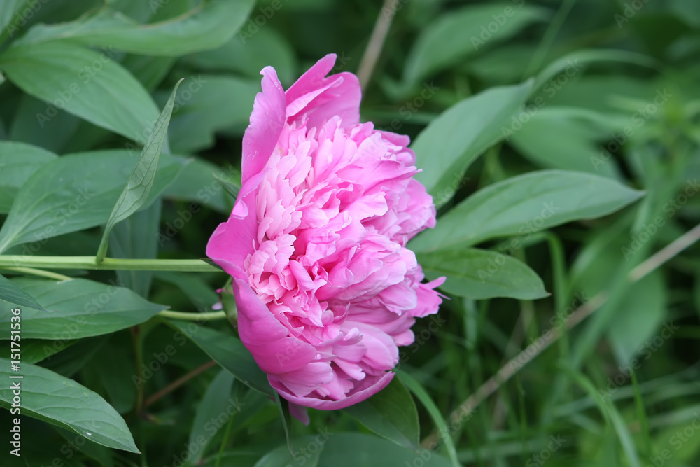 Pink peony flower