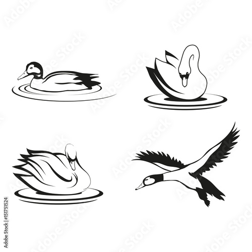 Set of four black  logo silhouettes of swan and duck, illustration isolated on white background, vector image of animals, Migratory wild bird