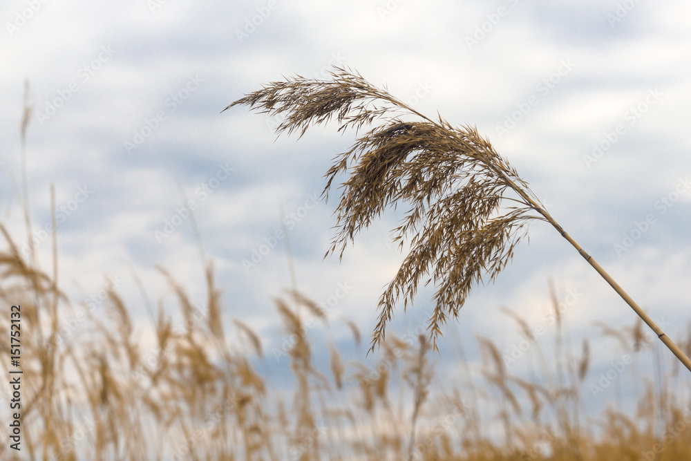 Obraz premium Bulrush against the sky