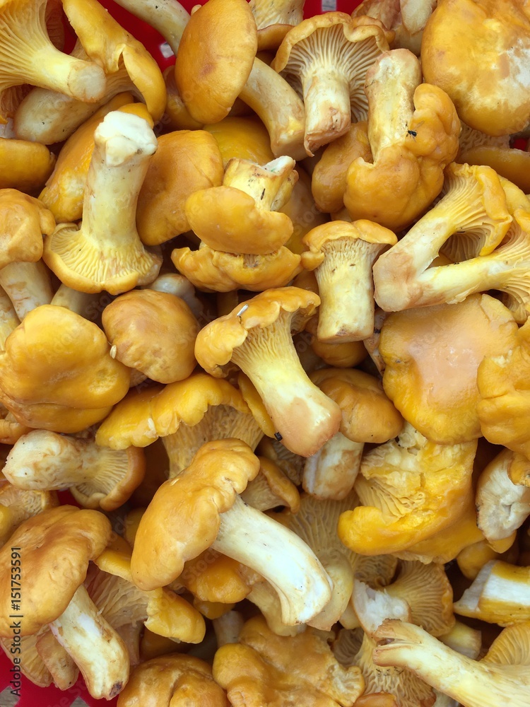 Eierschwämmchen, Pfifferlinge - Cantharellus cibarius Eierschwämmchen, Pfifferlinge - Cantharellus cibarius