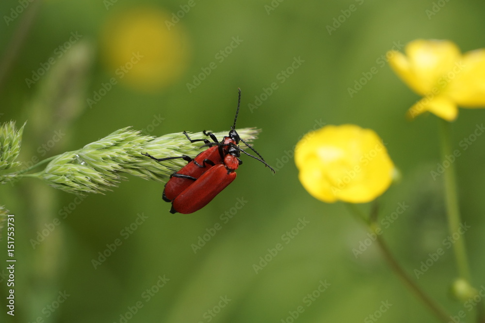 Fototapeta premium Käferpaar