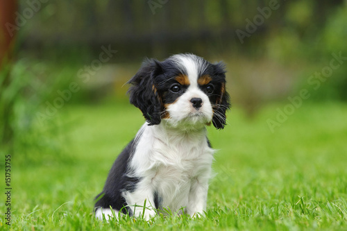 Cavalier King Charles spaniel puppy in garden