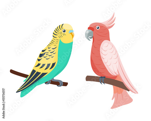 Cartoon tropical parrot wild animal bird vector illustration wildlife feather...