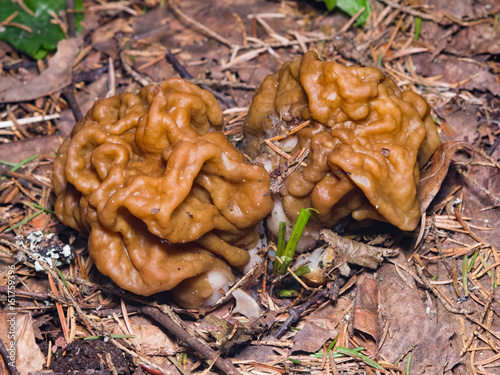 False morel or Gyromitra esculenta spring poisonous mushrooms macro, selective focus, shallow DOF