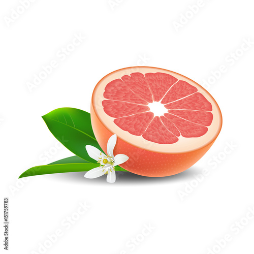 Isolated colored half of juicy pink grapefruit with white flower, green leaf and shadow on white background. Realistic.
