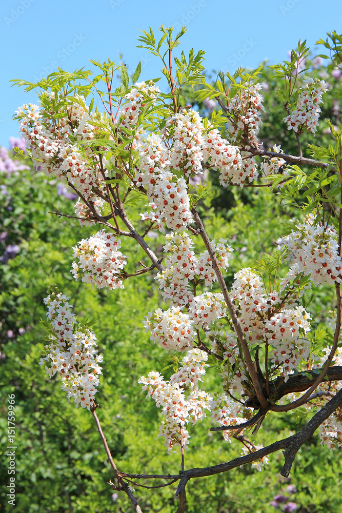 spring blossom