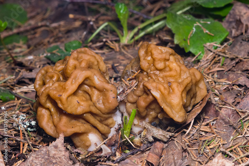 False morel or Gyromitra esculenta spring poisonous mushrooms macro, selective focus, shallow DOF