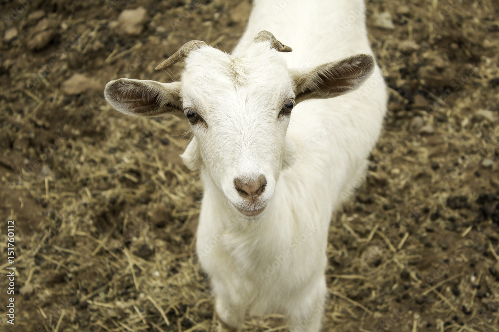 Small farm goat