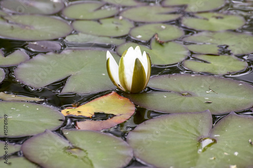 detail of Nymphaea candida