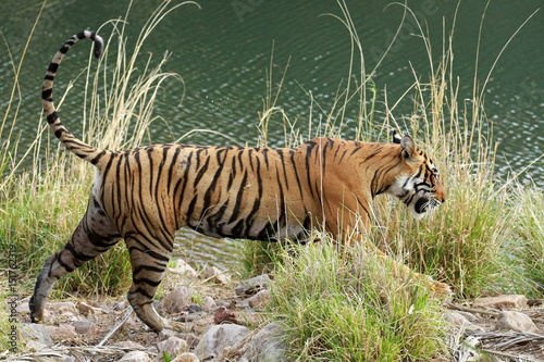 Bengal tiger  Ranthambore National Park  India