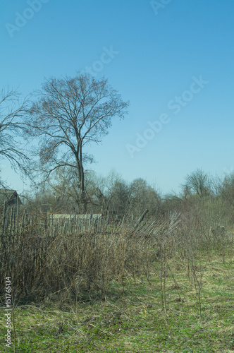 Fototapeta Naklejka Na Ścianę i Meble -  landscape of grass field and green tree