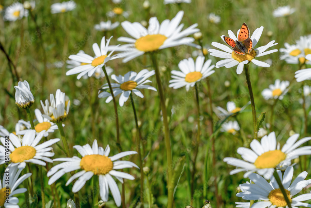 Fototapeta premium gänseblume mit Schmetterling 