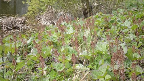 Bloom Butterbur or Burdock Early Spring Closeup photo