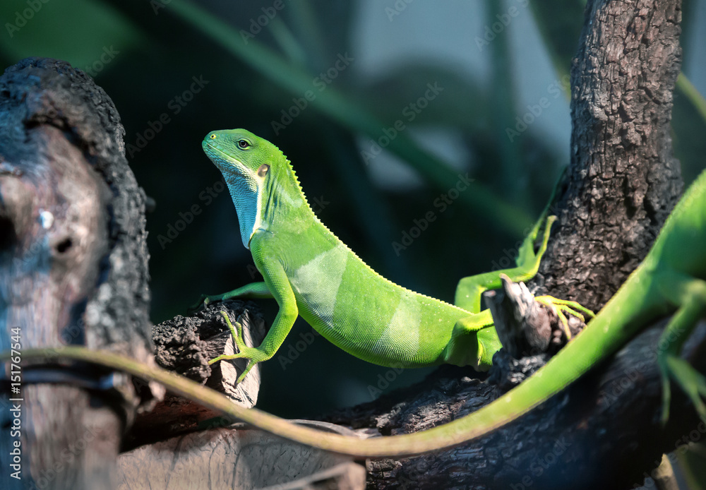 Naklejka premium Iguana of Fiji (brachylophus fasciatus) on a branch / Fiji banded iguana (brachylophus fasciatus)